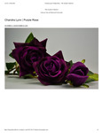 Purple Rose