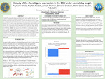 A study of the Reverb gene expression in the SCN under normal day length- Faculty Research Symposium 2022 by Marie-Claire Boutrin Ph.D., MPH